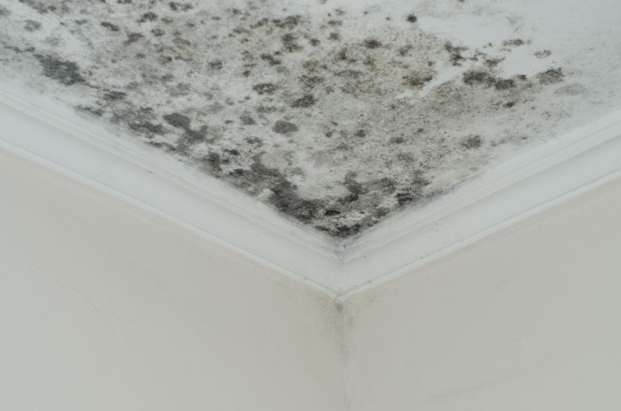 Mold Damage Insurance Claims by Lincoln Public Adjusting